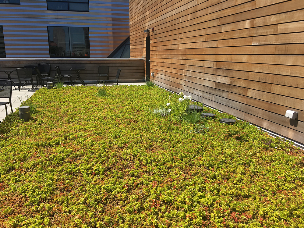 green roofs