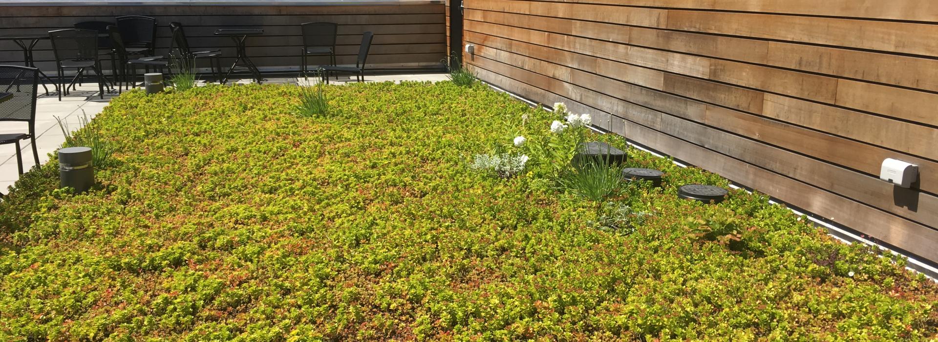 green roof