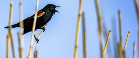 red-winged blackbird perched
