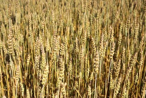 Wheat field