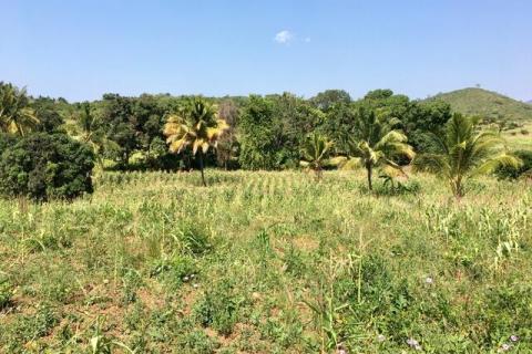 Maize growing in the Morogoro region of Tanzania